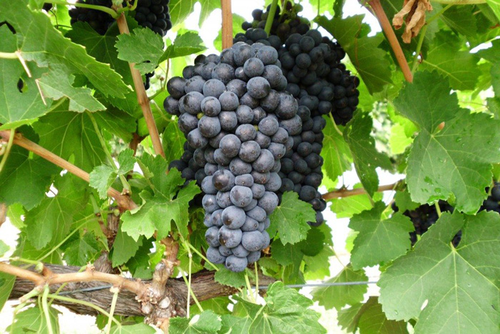 Жемчуг сабо виноград описание