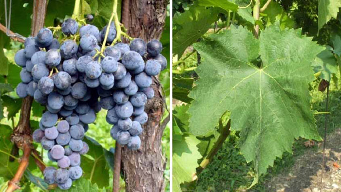 230 сортов винограда с фото и описанием