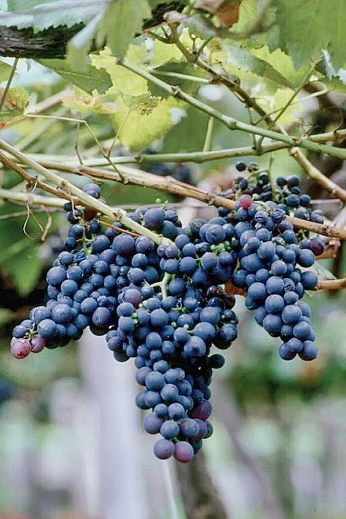 Сорт винограда империал фото и описание