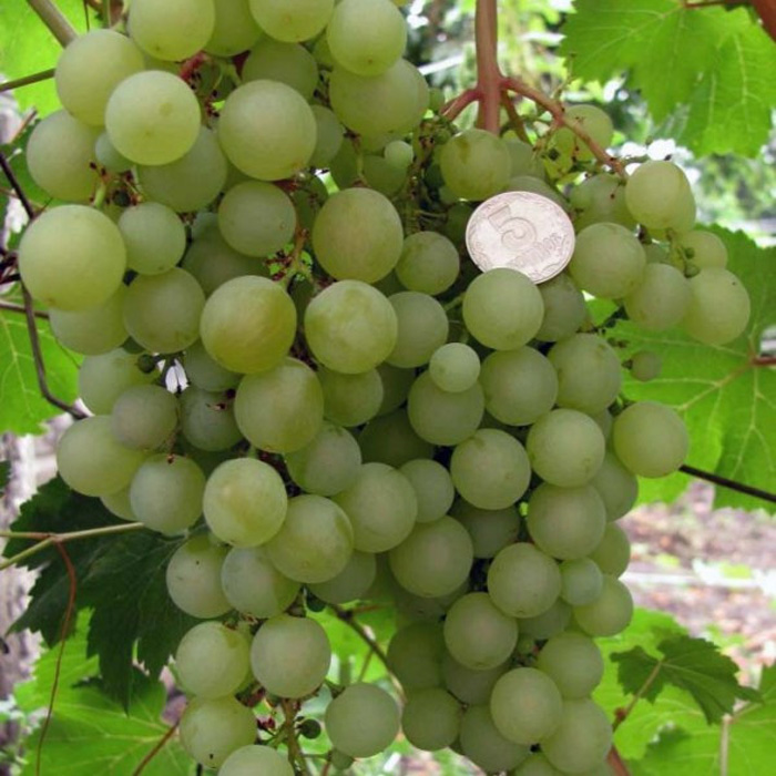Сорт винограда жемчуг сабо