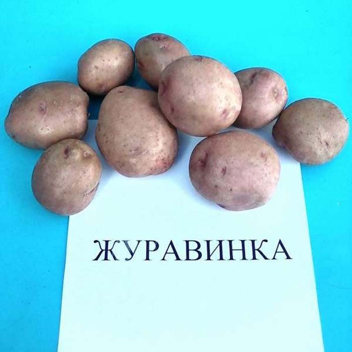 Картофель белорусский описание сорта фото