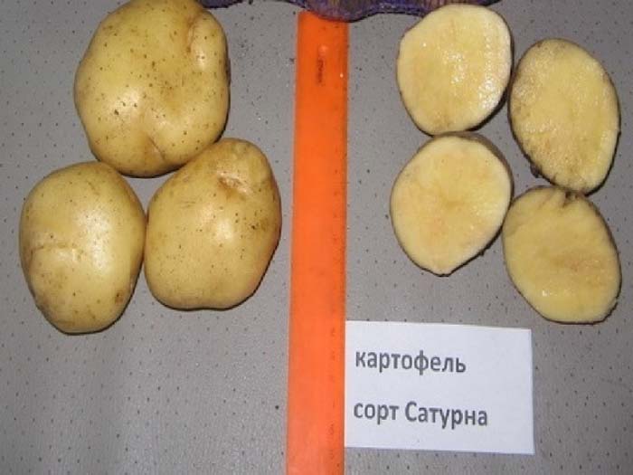 Сорта картофеля устойчивые к фитофторозу. Сорт картофеля Сатурн. Картофель грушевидной формы сорта. Сорт картофеля Атлант. Сорт картофеля здабытак.