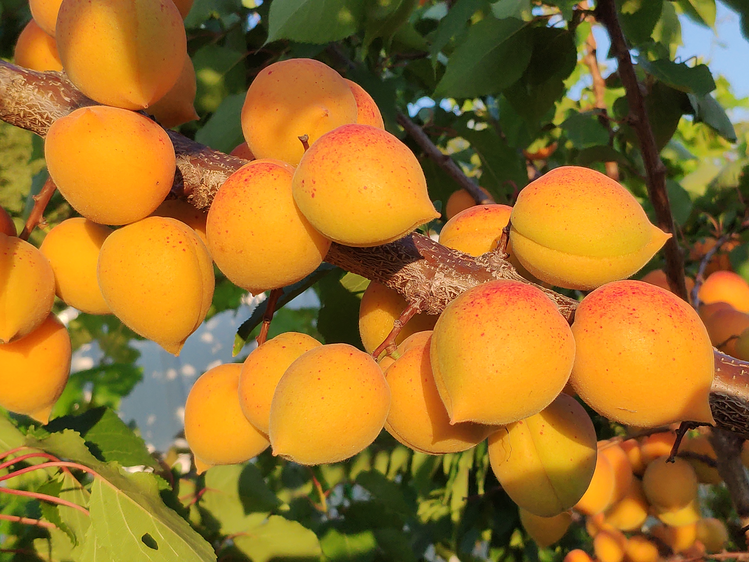 Самый вкусный абрикос. Абрикос сорт Шалах. Абрикос Голд Рич. Сорт абрикосов Шалах. Абрикос Шалах дерево.