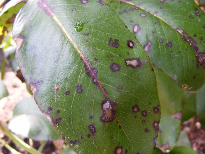 Болезни рододендронов и их лечение с фото коричневеют листья и бутоны