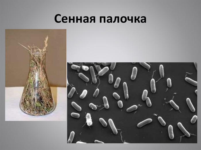 Биологический фунгицид Гамаир — описание, инструкция по применению бактерицида