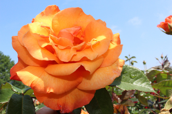 Чайно-гибридные розы — 45 сортов с названиями и фото