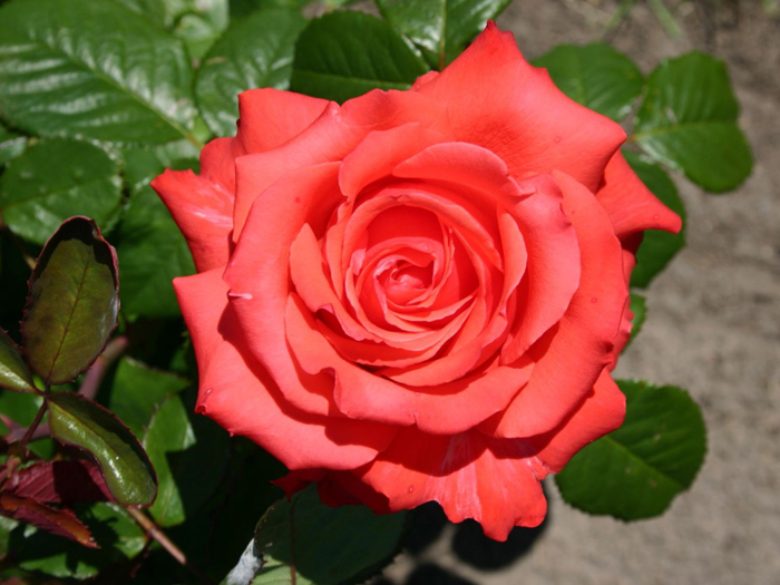 Чайно-гибридные розы — 45 сортов с названиями и фото