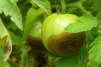 Чем опрыскать помидоры от фитофторы