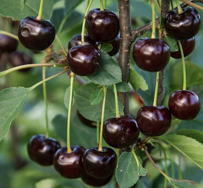 Черная вишня — описание, сорта, как посадить