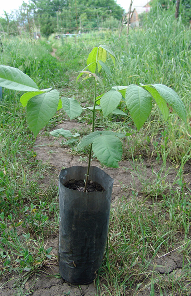 Черный орех (40 фото) — как выглядит дерево, сорта, выращивание. Польза черного ореха