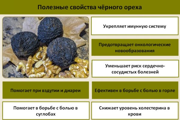 Черный орех (40 фото) — как выглядит дерево, сорта, выращивание. Польза черного ореха