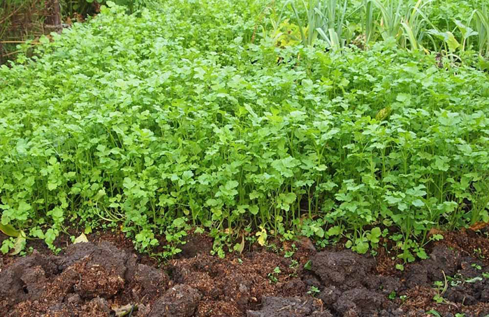 Что посадить после картофеля на следующий год: грамотный севооборот