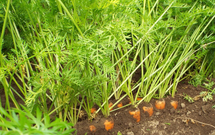 Что посадить после картофеля на следующий год: грамотный севооборот