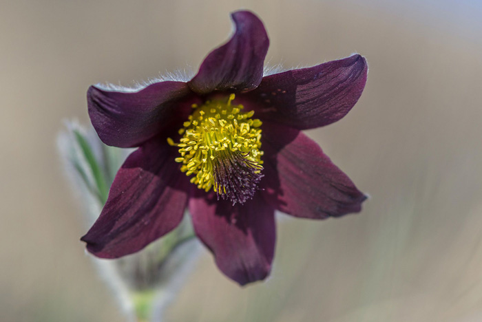 Цветок прострел (50 фото) — описание, выращивание из семян и уход в открытом грунте