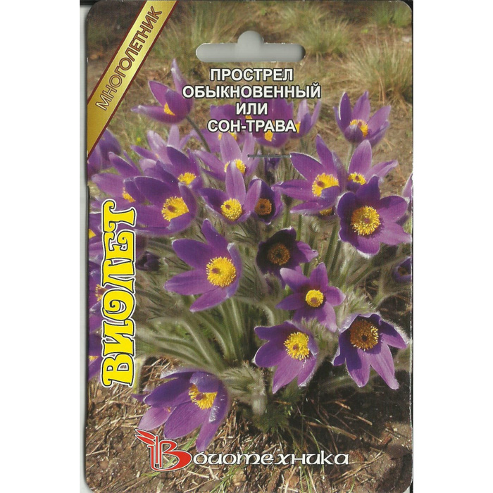 Цветок прострел (50 фото) — описание, выращивание из семян и уход в открытом грунте