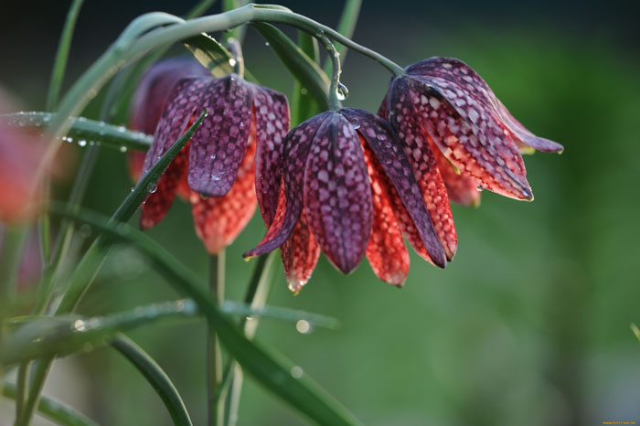 Цветок Рябчик (30 фото) – как сажать и ухаживать за фритиллярией