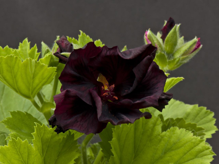 Цветы черного цвета (40 фото) — каталог растений с черными цветами