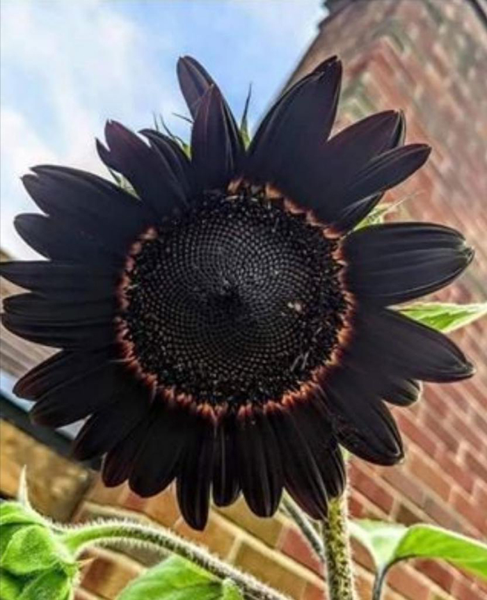 Цветы черного цвета (40 фото) — каталог растений с черными цветами