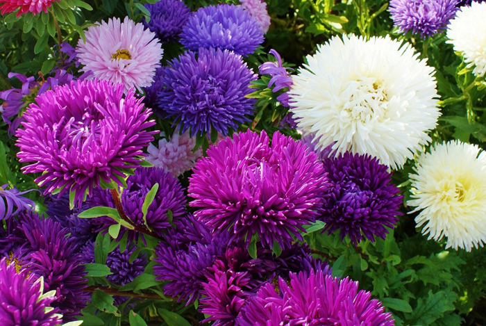 Цветы для букетов (110 фото): названия и разновидности