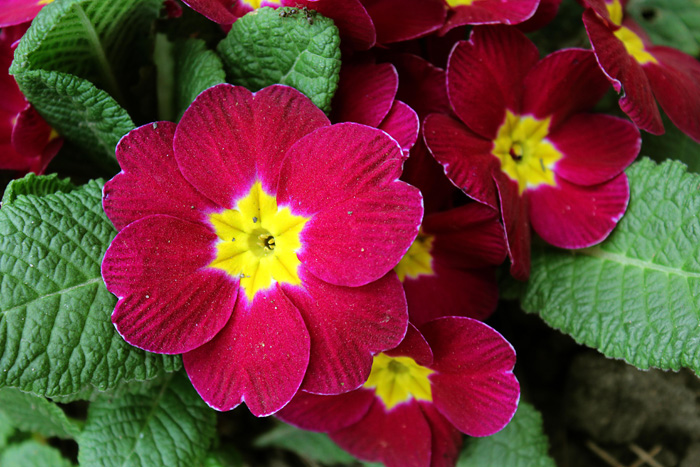 Цветы для букетов (110 фото): названия и разновидности