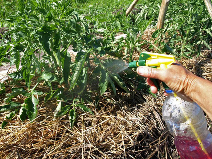 Фитофтора на помидорах в теплице и открытом грунте: методы борьбы