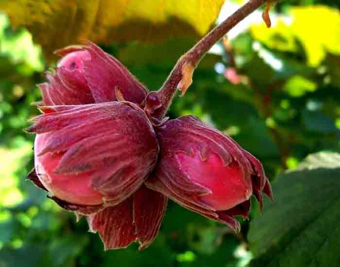 Фундук (лещина) — как вырастить орех: сорта, посадка, уход, размножение