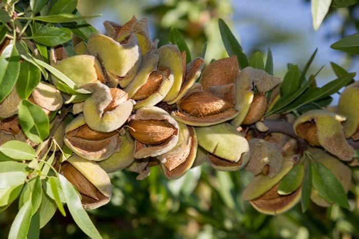 Где и как растут орехи фисташки (40 фото)