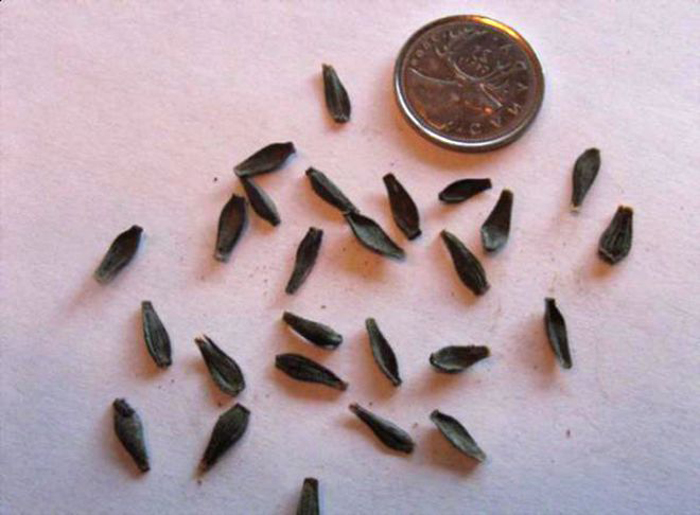 Рассада георгинов из семян фото