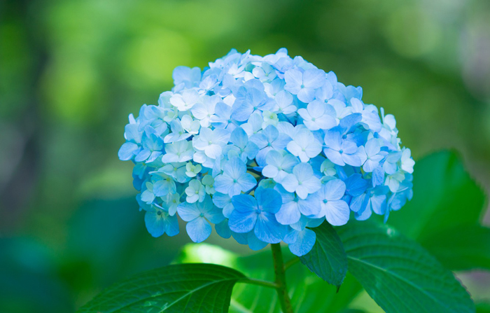 Голубые цветы (40 фото) — каталог цветов голубого цвета