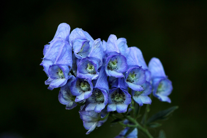 Голубые цветы (40 фото) — каталог цветов голубого цвета
