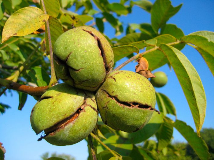 Грецкий орех (40 фото) — как выглядит дерево, выращивание, сорта, уход