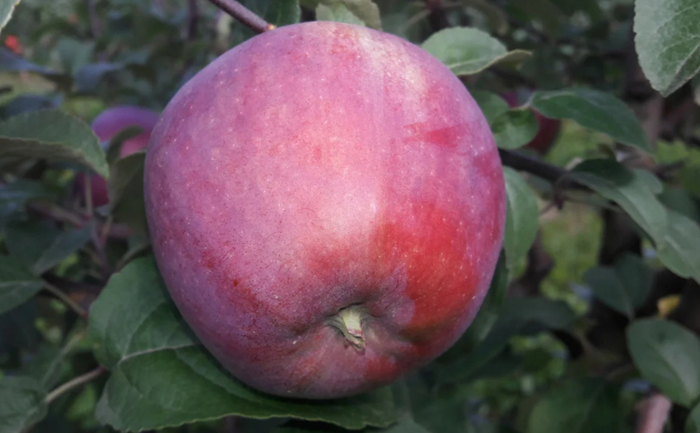 Хранение яблок на зиму — как сохранить яблоки до весны в домашних условиях