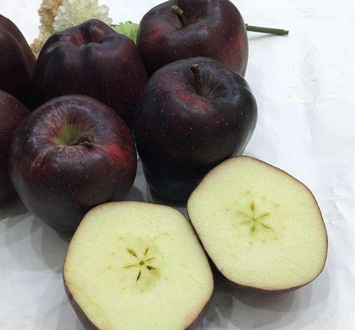 Яблоня черный бриллиант (30 фото) — описание сорта, выращивание и уход