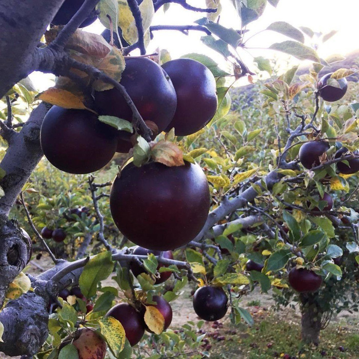 Яблоня черный бриллиант (30 фото) — описание сорта, выращивание и уход