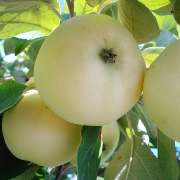 Яблоня Мантет: фото, описание сорта, тонкости выращивания