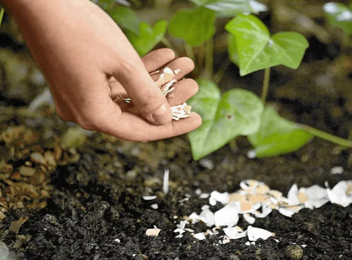 Яичная скорлупа для растений – где и как ее можно применять в огороде