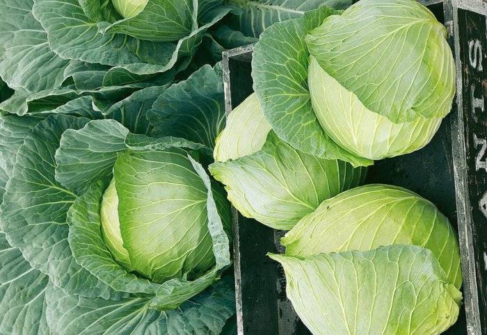 Как хранить капусту: 11 лучших способов хранения капусты зимой