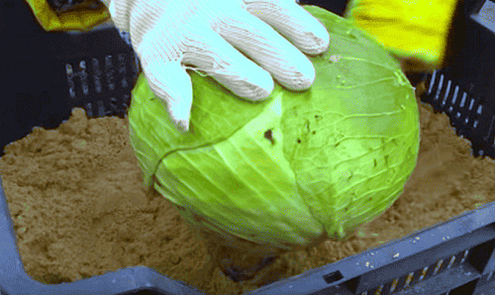 Как хранить капусту: 11 лучших способов хранения капусты зимой