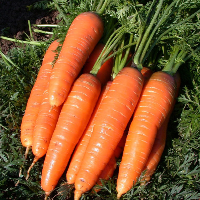 Как хранить морковь — 20 эффективных способов