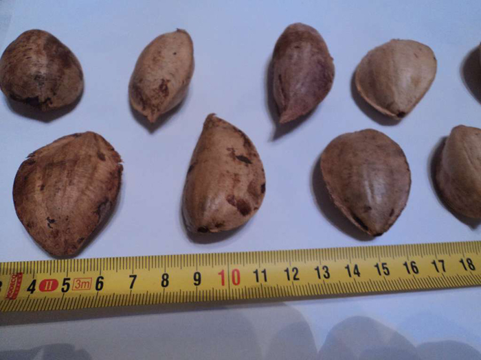 Как и где растет миндаль (35 фото) — описание ореха, сорта, выращивание