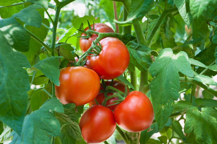 Как пасынковать помидоры в теплице и открытом грунте (40 фото): пошаговое описание, схемы для начинающих