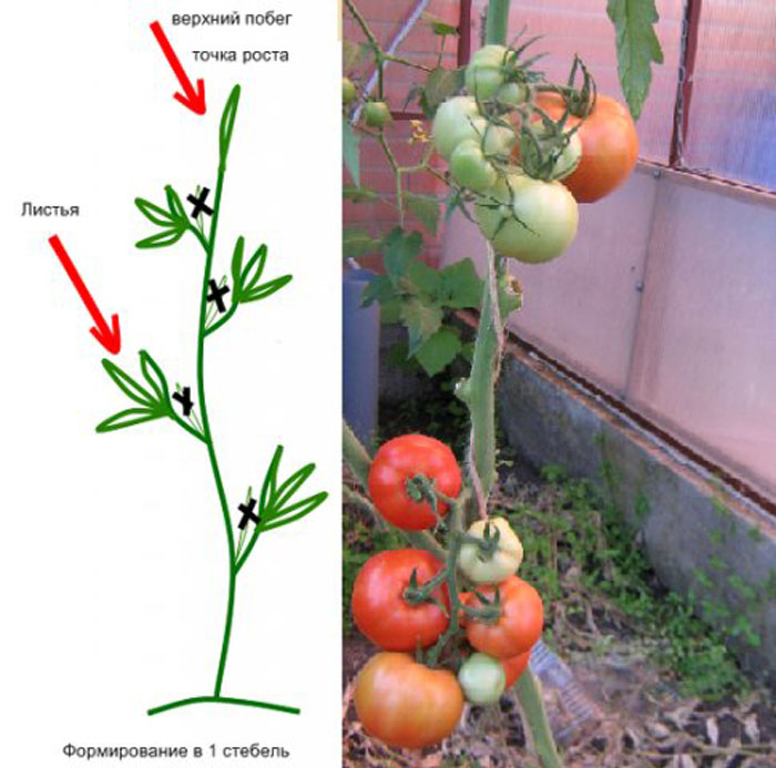 Как прищипывать томаты в теплице пошаговое фото