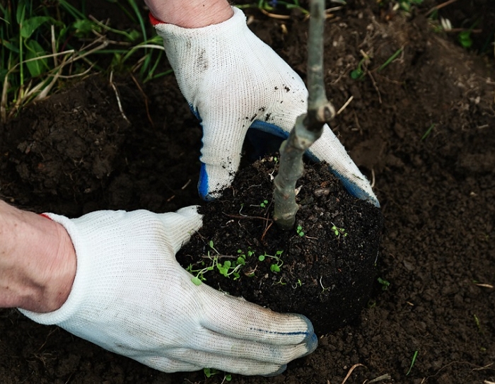 Как посадить грушу: рекомендуемые сорта, посадка, уход, обрезка