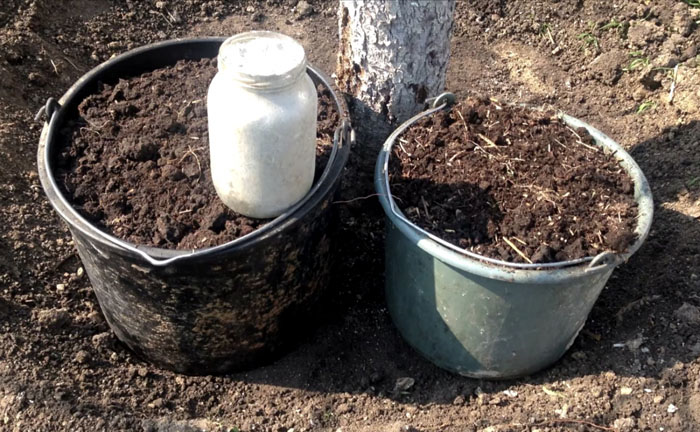 Как посадить грушу: рекомендуемые сорта, посадка, уход, обрезка