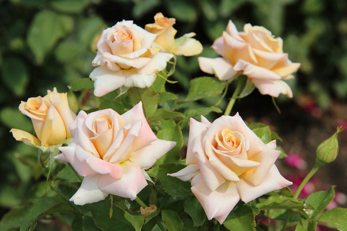 Как укрыть розы на зиму – 14 простых, но эффективных способов