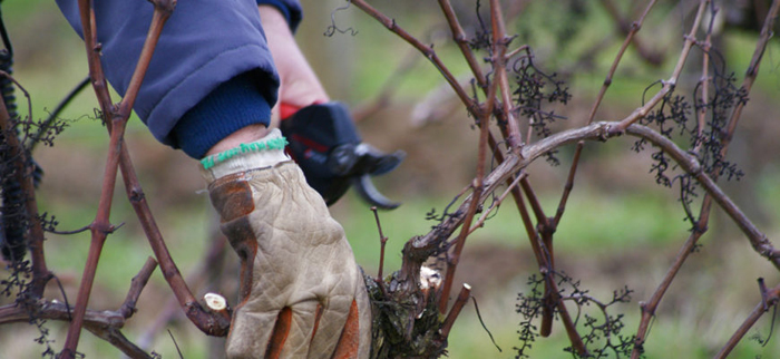 Как укрыть виноград на зиму — 7 рабочих способов