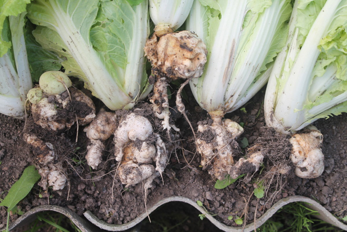 Как выращивать капусту в открытом грунте – 7 правил хорошего урожая