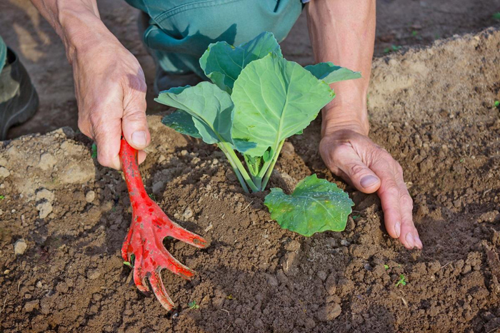 Как выращивать капусту в открытом грунте – 7 правил хорошего урожая