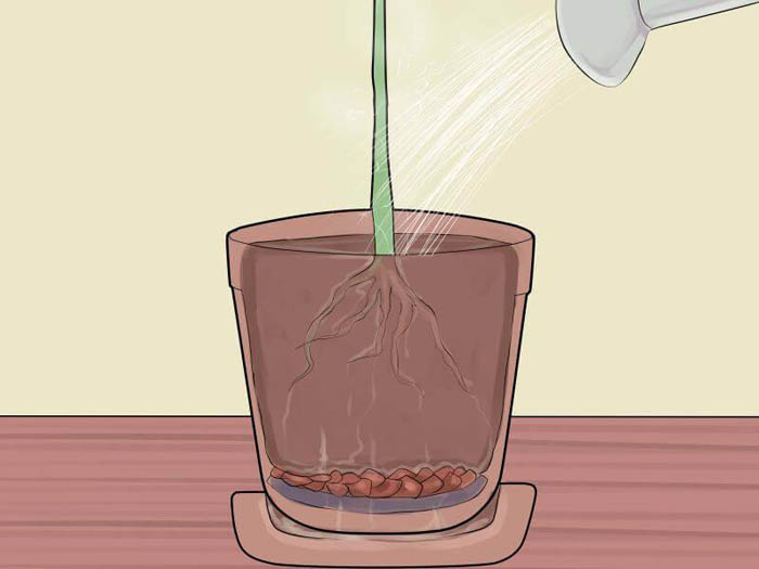Как вырастить авокадо из косточки — 100% эффективный метод