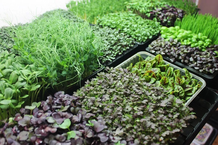 Как вырастить микрозелень в домашних условиях — все от А до Я